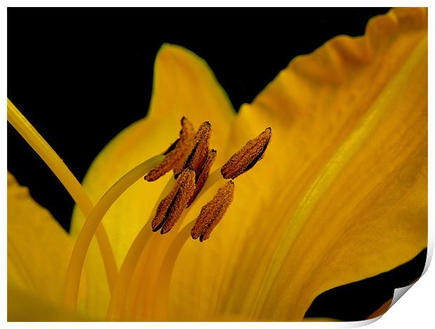 golden lily Print by Heather Newton