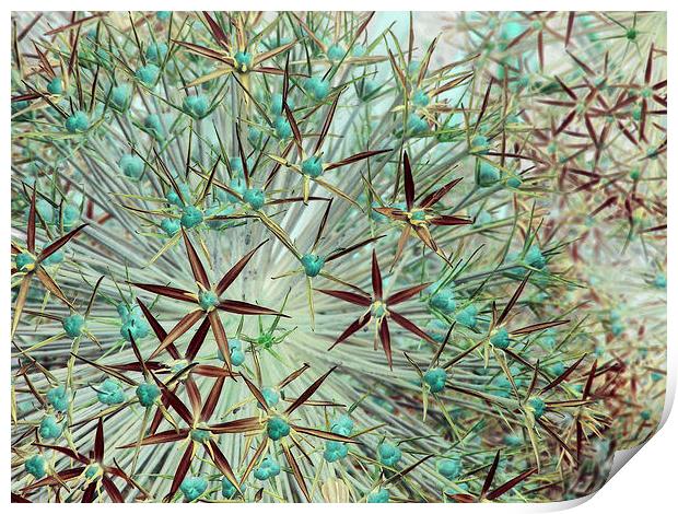 allium abstract (teal and burgundy) Print by Heather Newton