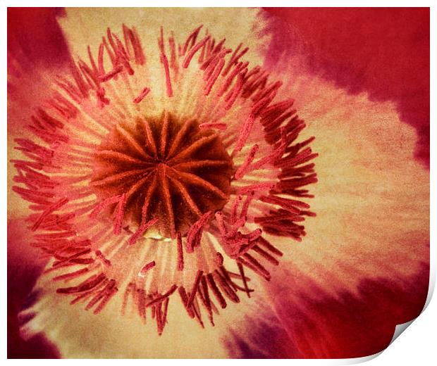 poppy in the pink Print by Heather Newton