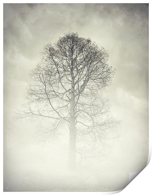 the winter tree Print by Heather Newton