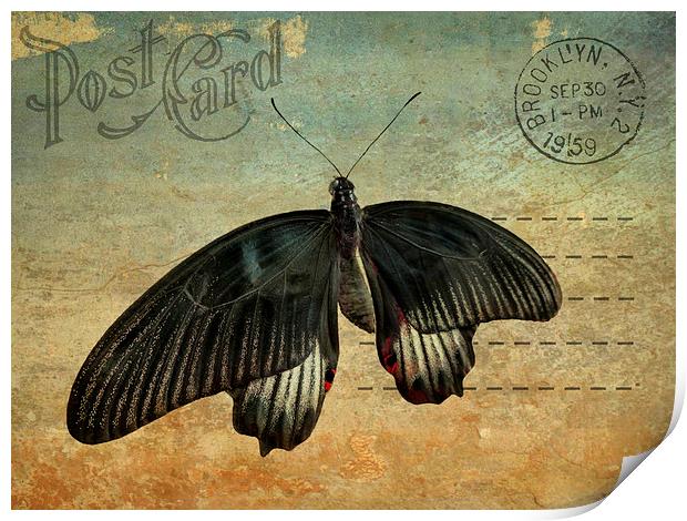 Brooklyn butterfly Print by Heather Newton