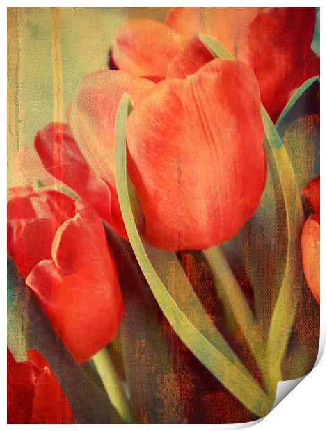 painted tulips Print by Heather Newton