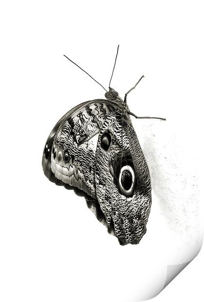 owl butterfly in black and white Print by Heather Newton