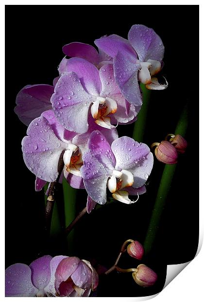 orchids on the darkside Print by Heather Newton