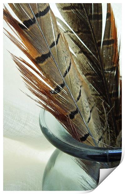 pheasant feathers Print by Heather Newton