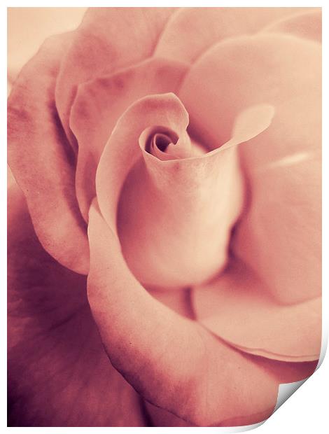 blushing rose Print by Heather Newton