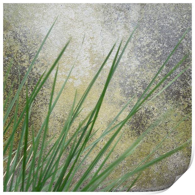 still life in grass and stone Print by Heather Newton