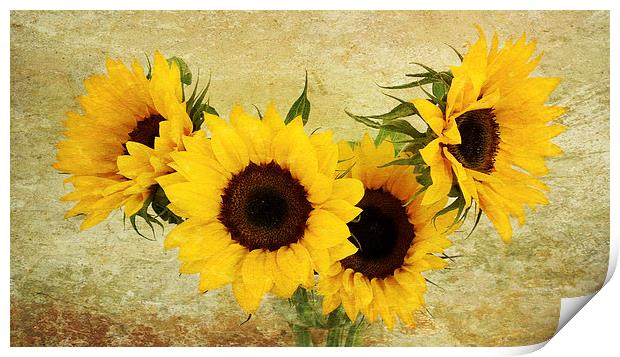 4 sunflowers Print by Heather Newton