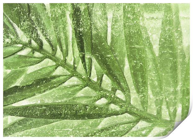 fern in stone  Print by Heather Newton