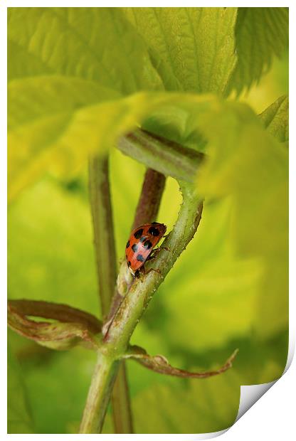  Harlequin ladybird Print by Heather Newton