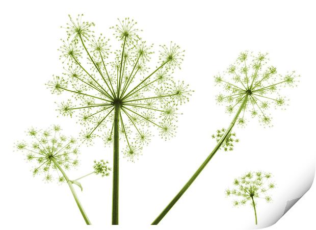  cow parsley (soft green) Print by Heather Newton