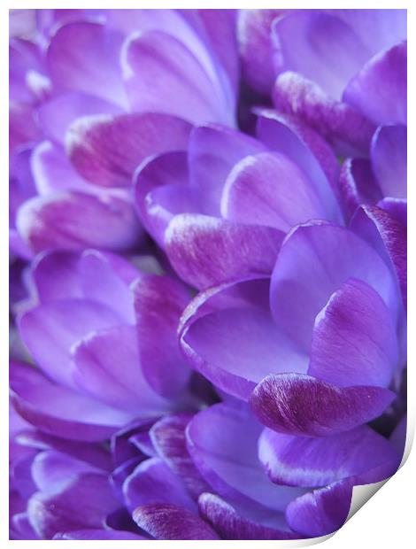 violet crocuses Print by Heather Newton