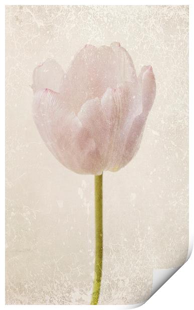 fragile tulip Print by Heather Newton