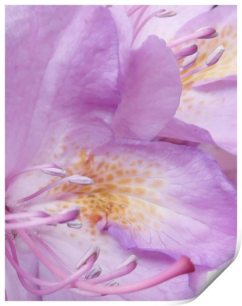 Rhododendron rising Print by Heather Newton