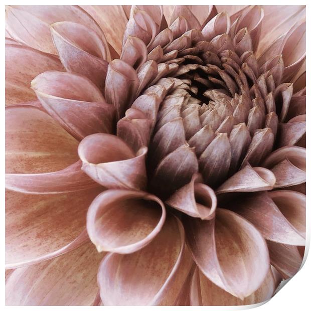 vintage faded pink dahlia Print by Heather Newton