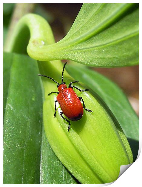 red lily bug Print by Heather Newton