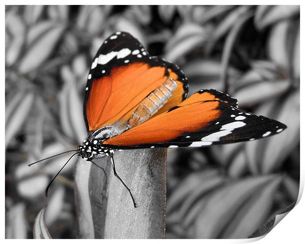 orange butterfly Print by Heather Newton