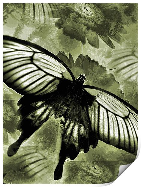 antique butterfly Print by Heather Newton