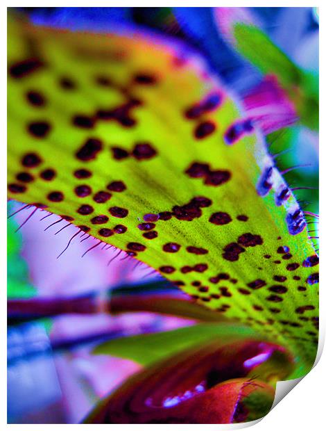 neon orchid Print by Heather Newton