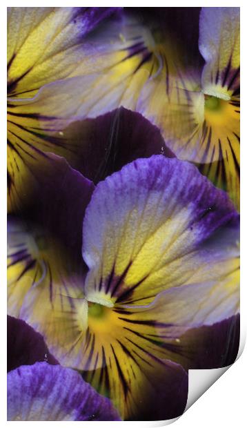 violas abstracted Print by Heather Newton