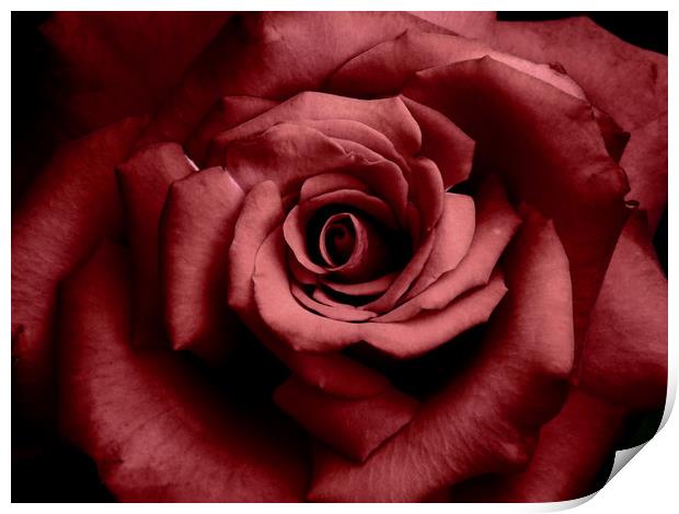 romantic raspberry rose Print by Heather Newton
