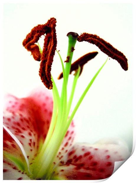 pink lily Print by Heather Newton