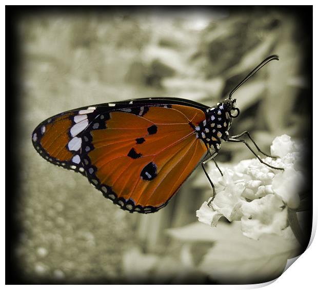orange monarch butterfly Print by Heather Newton