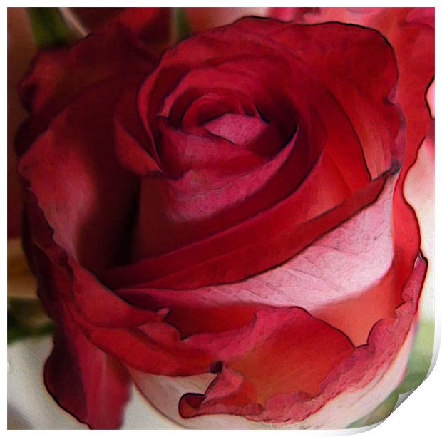 soft red rose Print by Heather Newton