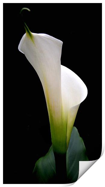calla lily Print by Heather Newton