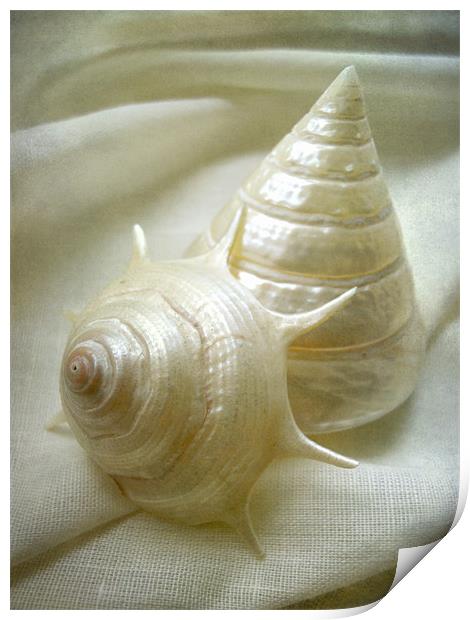 seashell study 2 Print by Heather Newton
