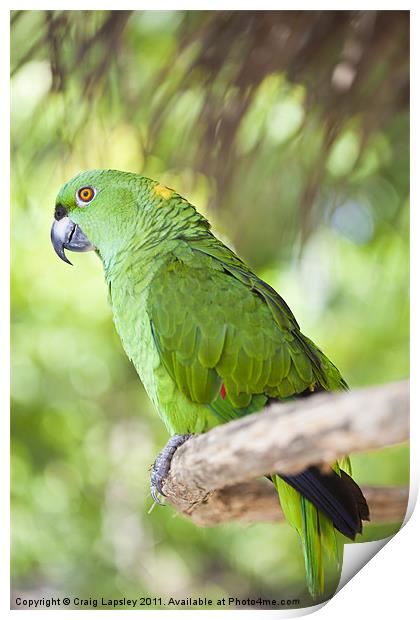 Yellow-naped Parrot Print by Craig Lapsley