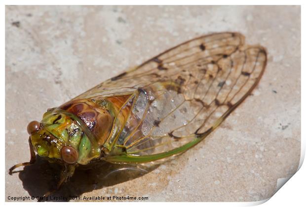 cicada drying out Print by Craig Lapsley