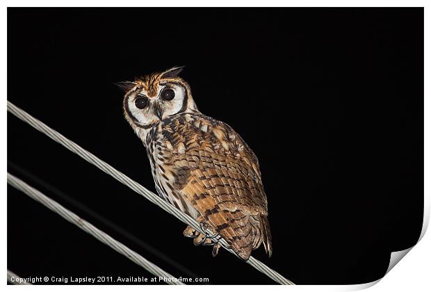 Striped owl at night Print by Craig Lapsley