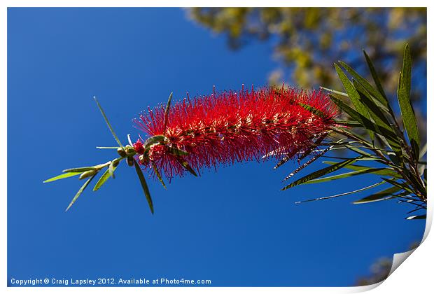 single crimson bottlebrush flower Print by Craig Lapsley