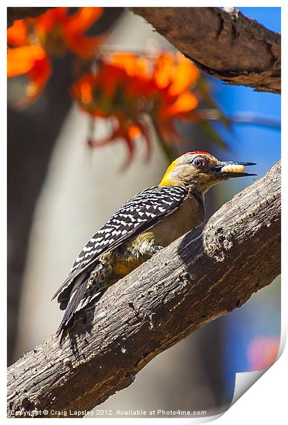 woodpecker eating a grub 2 Print by Craig Lapsley