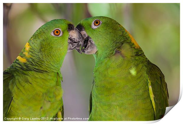 two parrots kissing Print by Craig Lapsley