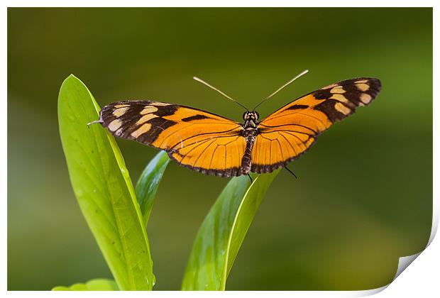 orange and black butterfly Print by Craig Lapsley