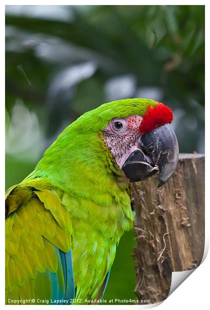 Great Green Macaw Print by Craig Lapsley