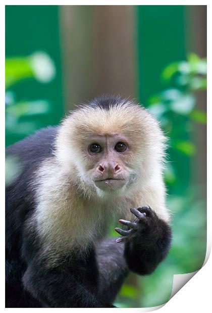 white-faced capuchin monkey Print by Craig Lapsley