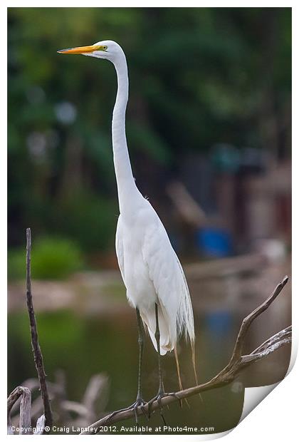 Great Egret on branch Print by Craig Lapsley