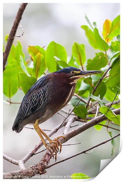 Green Heron in a tree Print by Craig Lapsley