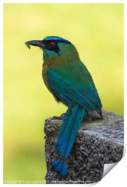 Blue crowned Motmot with a caterpillar Print by Craig Lapsley