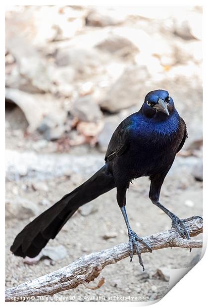 Great tailed Grackle Print by Craig Lapsley