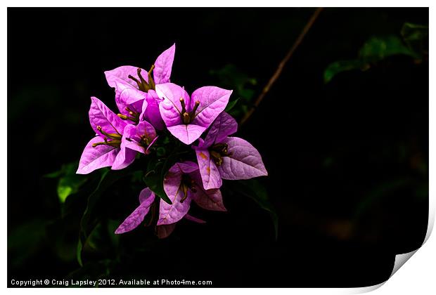 tropical wild flowers Print by Craig Lapsley