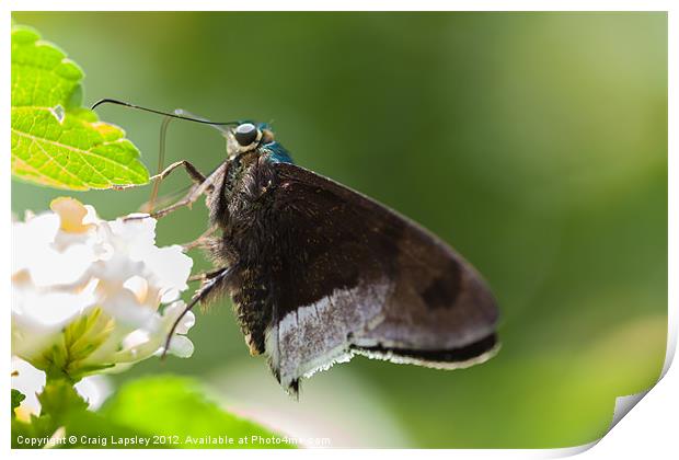 Blue Flasher butterfly Print by Craig Lapsley