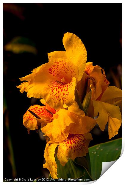 tiger lily in morning sunshine Print by Craig Lapsley