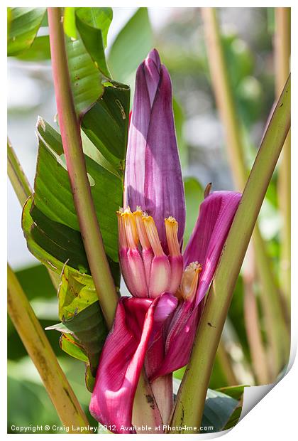 pink banana flower with fruit Print by Craig Lapsley