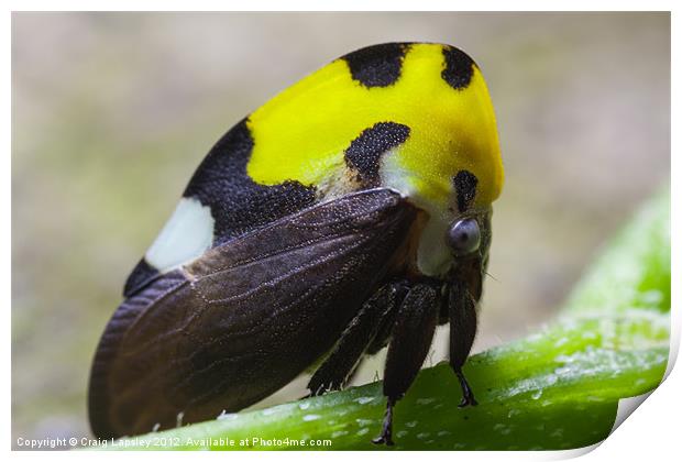 yellow and black treehopper Print by Craig Lapsley