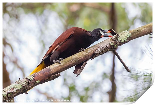 colouful pendulum bird Print by Craig Lapsley