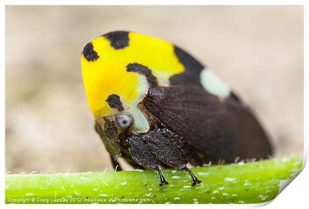 colourful treehopper Print by Craig Lapsley